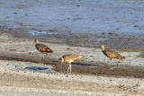 Long-billed Curlew