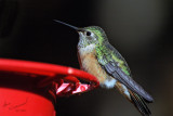 Happy Hummer