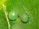 Two Blue Morpho Butterfly eggs and a thrips