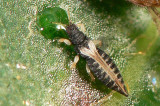 Thrips Insect