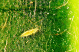 2nd Larva Stage