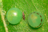 Thrips Adult between Butterfly Eggs