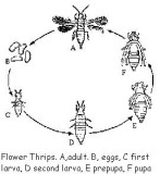 Life Cycle - Thrips