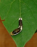 SPICEBUSH SWALLOWTAIL Gallery