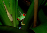 Red-Eyed Tree Frog <))