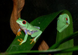 Red-Eyed Tree Frogs <))