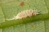 Long-tailed Mealybug - pest