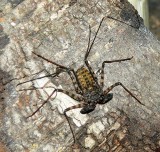 Tanzanian Tailless Whipscorpion