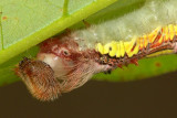 Blue Morpho Caterpillar - 4th Instar