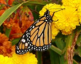 Monarch Release -  female
