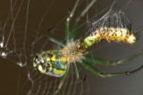 Venusta Orchard Spider with caterpillar