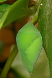 Chrysalis - Blue Morpho Butterfly