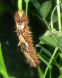 Blue Morpho Caterpillar - 5th Instar