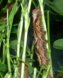 Blue Morpho Caterpillar - 5th Instar