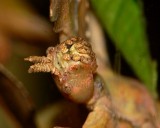 Leaf insect face