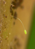 Lacewing Egg