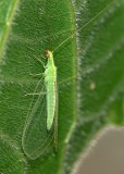 Adult Green Lacewing