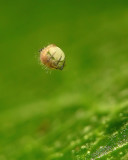 Larvae on Egg