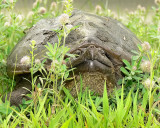 Snapping Turtle