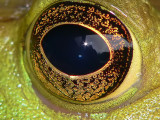 Eye of the Frog