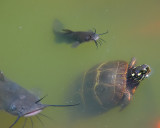 Turtle and Catfish