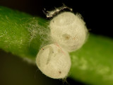 Lacewing - 2 Empty Cocoons