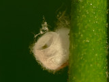 Lacewing - Empty Cocoon