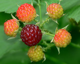 Wild Rasberries