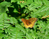 Aphrodite Fritillary Butterfly