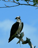 Osprey and meal. <))