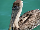 Brown Pelican