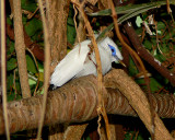 Bali Mynah