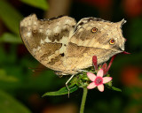 Clouded Mother of Pearl Butterfly