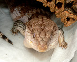 Blue-Tongue Skink