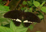Common Mormon Butterfly (m)