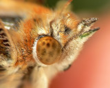 Painted Lady Butterfly Eye Hair