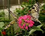 Rice Paper Butterflies