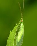 Lacewing Adult