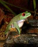 Red-Eyed Tree Frog