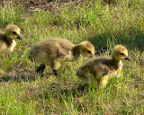Canada Geese Chicks