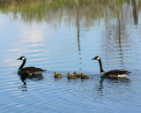 Canada Geese & Chicks