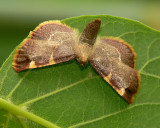 Moth - Unknown Hanging Under Leaf