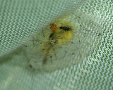  White-marked Tussock Moth Cocoon