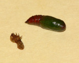 Pupa - unknown Tussock Moth