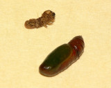 Pupa  - unknown Tussock Moth