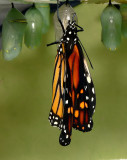 Monarch Metamorphosis