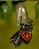 Monarch Metamorphosis