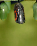 Monarch Metamorphosis