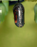 § Monarch Éclosion MRP-07