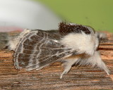 Tolype Moth Lateral View